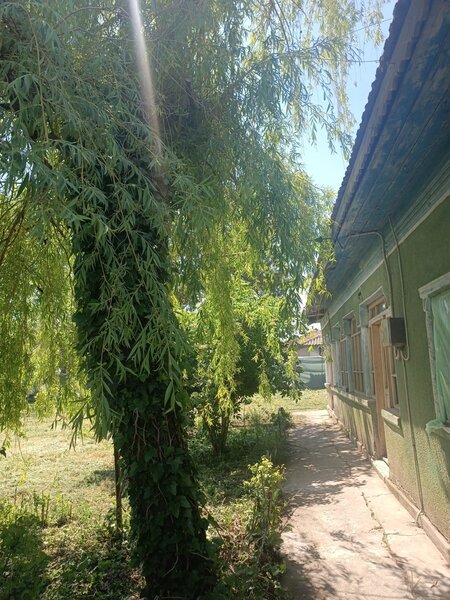 Comuna Baneasa, judetul Giurgiu